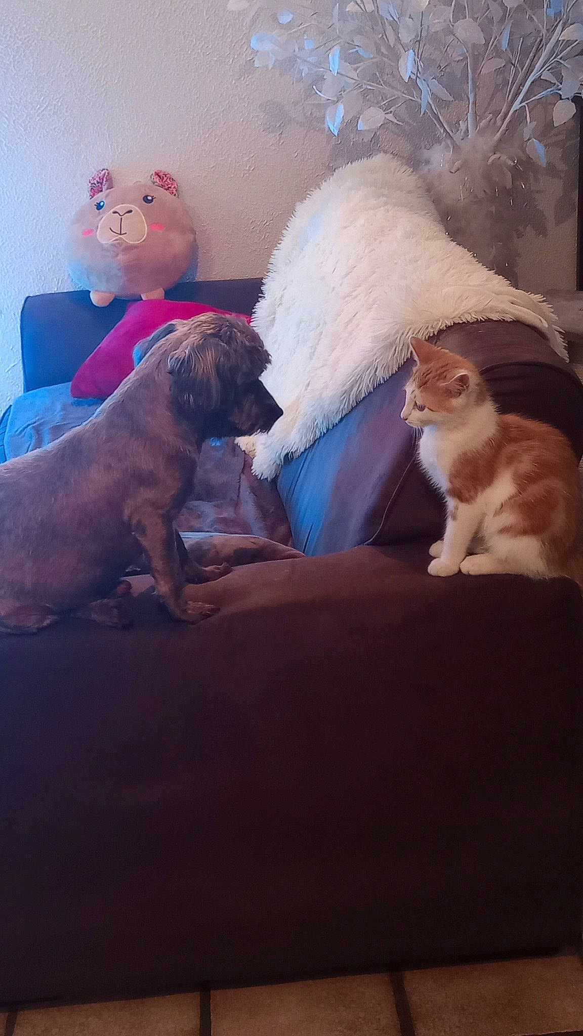 Funky a rejoint le concours — aidez-le/la à gagner de superbes lots ! canidae, carnivore, cat, comfort, companion_dog, dog, dog_breed, eyewear, fawn, felidae, fur, glasses, mammal, room, sitting, small_to_medium_sized_cats, sporting_group, tail, tints_and_shades, whiskers