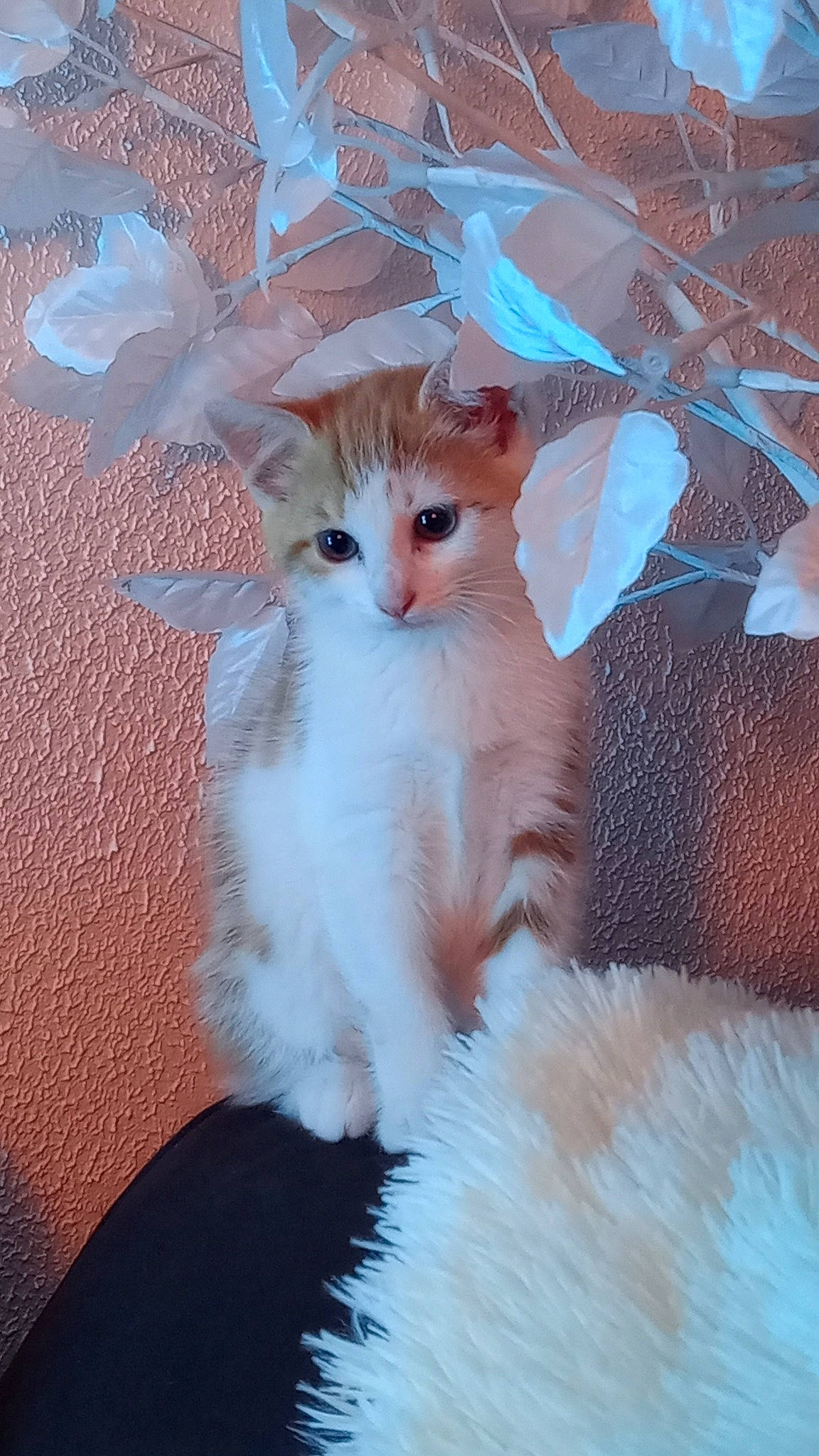 Nébula a rejoint le concours — aidez-le/la à gagner de superbes lots ! art, carnivore, cat, claw, comfort, domestic_short_haired_cat, eye, fawn, felidae, fur, paw, peach, plant, small_to_medium_sized_cats, tail, terrestrial_animal, twig, whiskers