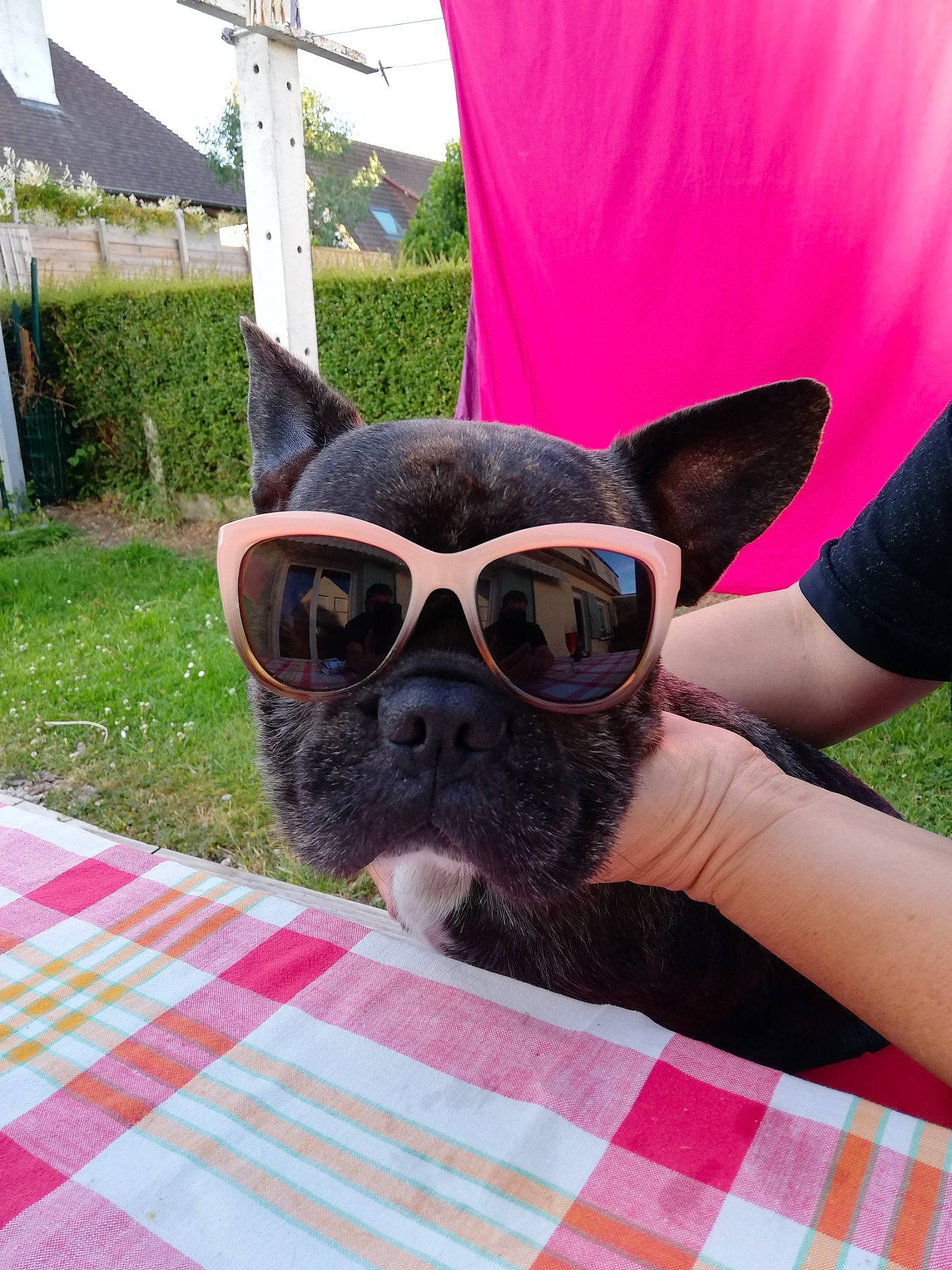Maho participe au concours pour gagner de l'argent avec cette photo : boston_terrier, canidae, carnivore, companion_dog, cool, dog, dog_breed, eyewear, fawn, french_bulldog, glasses, grass, mammal, non_sporting_group, personal_protective_equipment, snout, sporting_group, sunglasses, vision_care