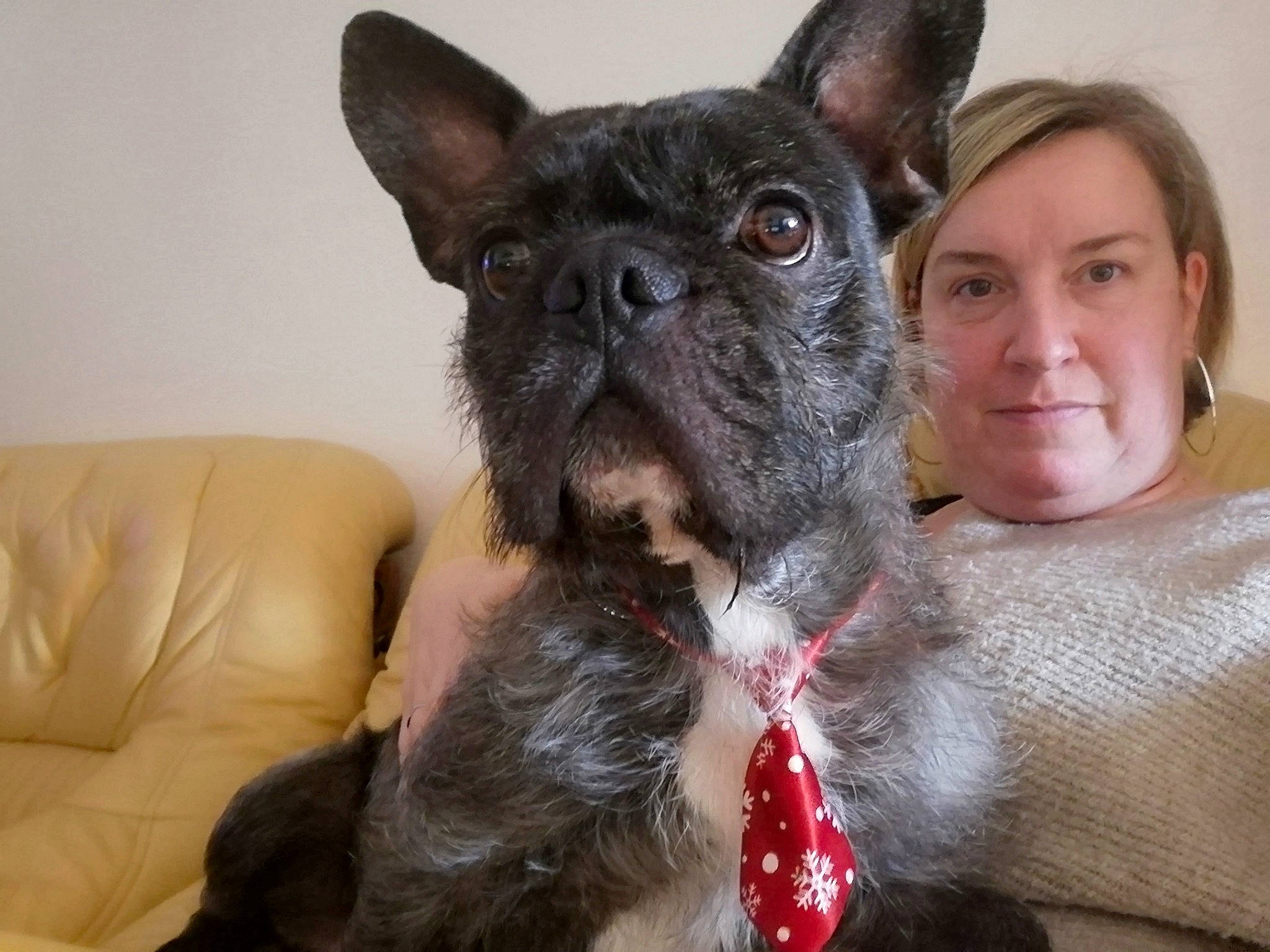 Maho a rejoint le concours — aidez-le/la à gagner de superbes lots ! canidae, carnivore, companion_dog, dog, dog_breed, ear, fawn, french_bulldog, mammal, non_sporting_group, snout, vertebrate, whiskers