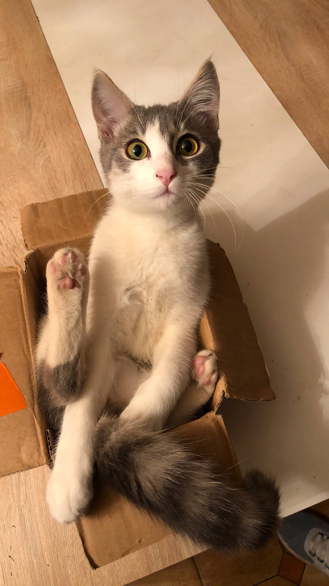 Boule participe au concours pour gagner de l'argent avec cette photo : aegean_cat, american_wirehair, asian, carnivore, cat, domestic_long_haired_cat, domestic_short_haired_cat, european_shorthair, felidae, javanese, kitten, mammal, ojos_azules, polydactyl_cat, small_to_medium_sized_cats, tail, turkish_angora, turkish_van, vertebrate, whiskers