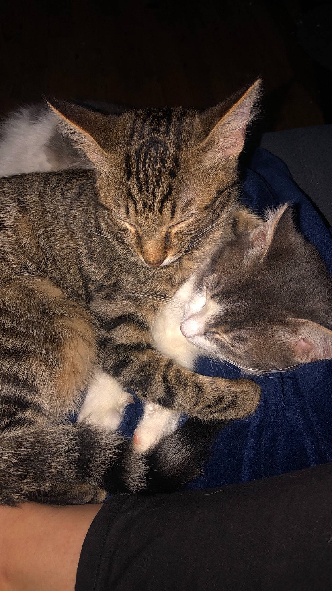 Boule a rejoint le concours — aidez-le/la à gagner de superbes lots ! american_shorthair, american_wirehair, asian, california_spangled, carnivore, cat, domestic_short_haired_cat, dragon_li, egyptian_mau, european_shorthair, felidae, fur, kitten, mammal, paw, pixie_bob, small_to_medium_sized_cats, tabby_cat, whiskers