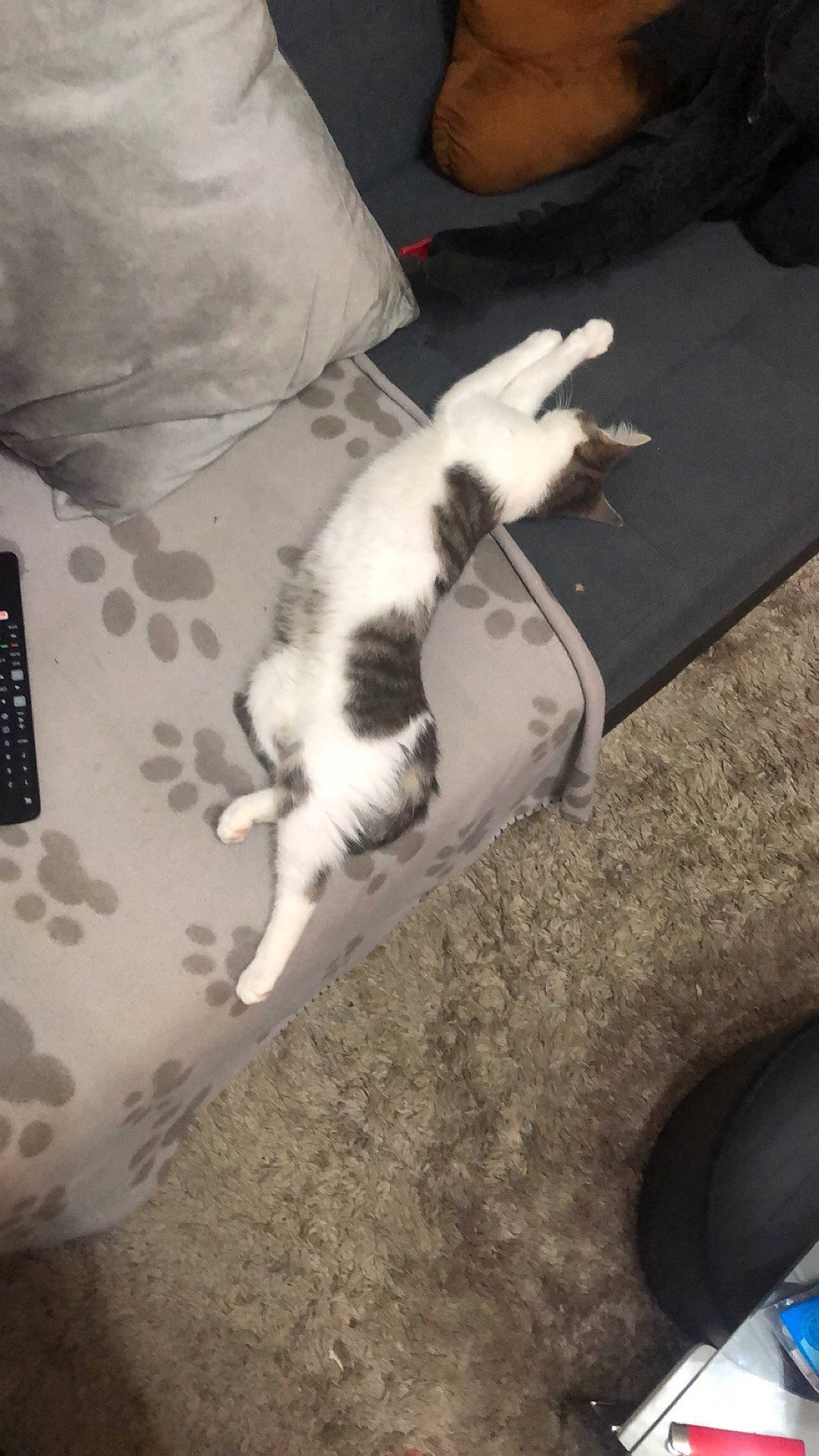 Boule a rejoint le concours — aidez-le/la à gagner de superbes lots ! canidae, carnivore, cat, cavalier_king_charles_spaniel, dog, dog_breed, felidae, kitten, small_to_medium_sized_cats, sporting_group, tail