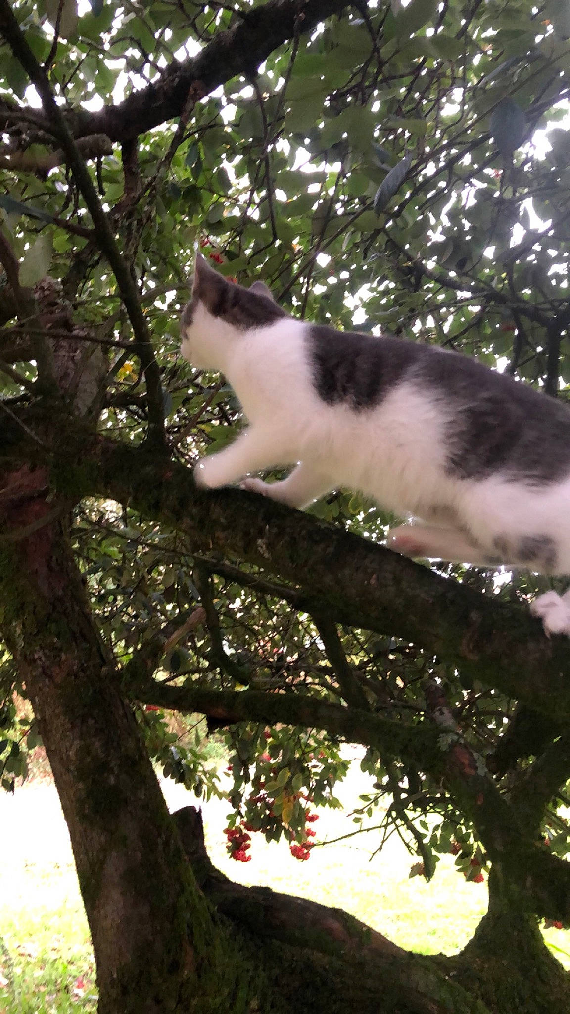 Boule participe au concours pour gagner de l'argent avec cette photo : aegean_cat, american_wirehair, branch, carnivore, cat, domestic_short_haired_cat, felidae, kitten, plant, polydactyl_cat, small_to_medium_sized_cats, tail, tree, whiskers, woody_plant