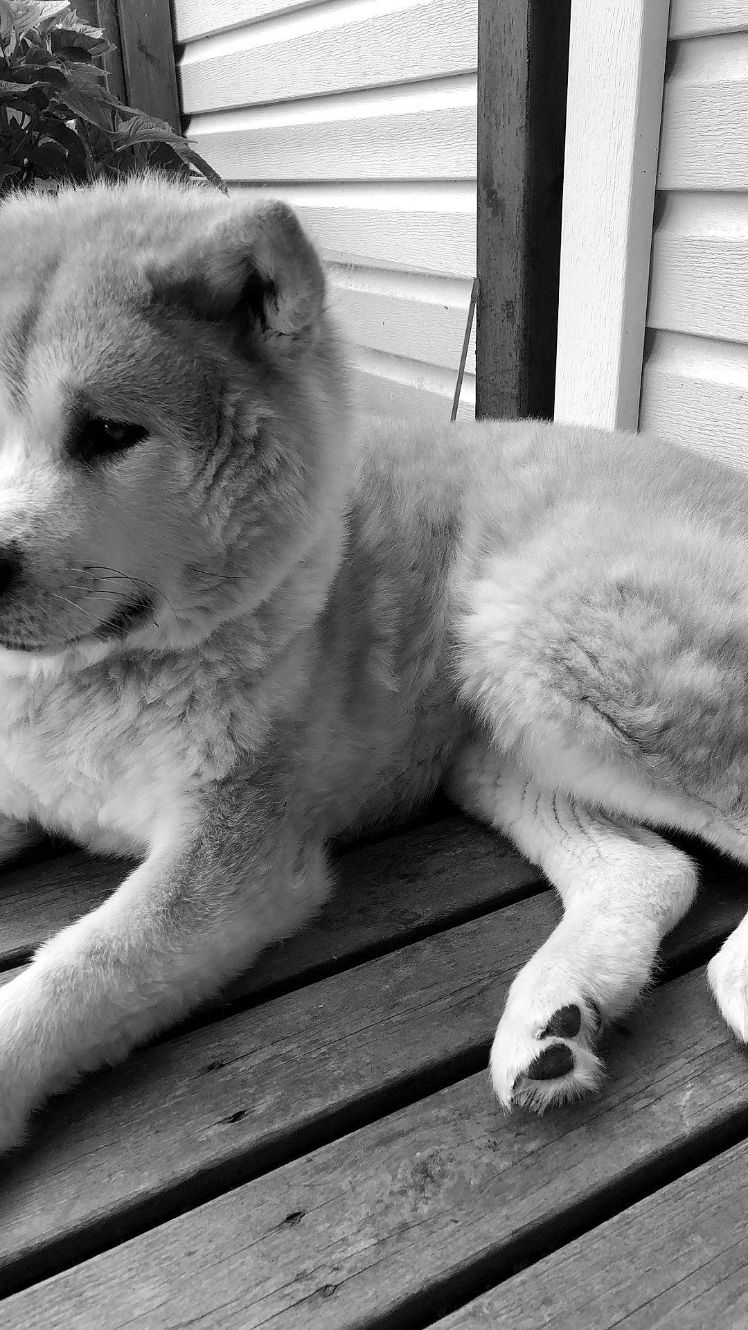 Engy participe au concours pour gagner de l'argent avec cette photo : akita, akita_inu, ancient_dog_breeds, black_and_white, canidae, carnivore, chow_chow, dog, dog_breed, eurasier, hokkaido, kishu, korean_jindo_dog, mammal, puppy, shiba_inu, shikoku, snout, sporting_group, vertebrate