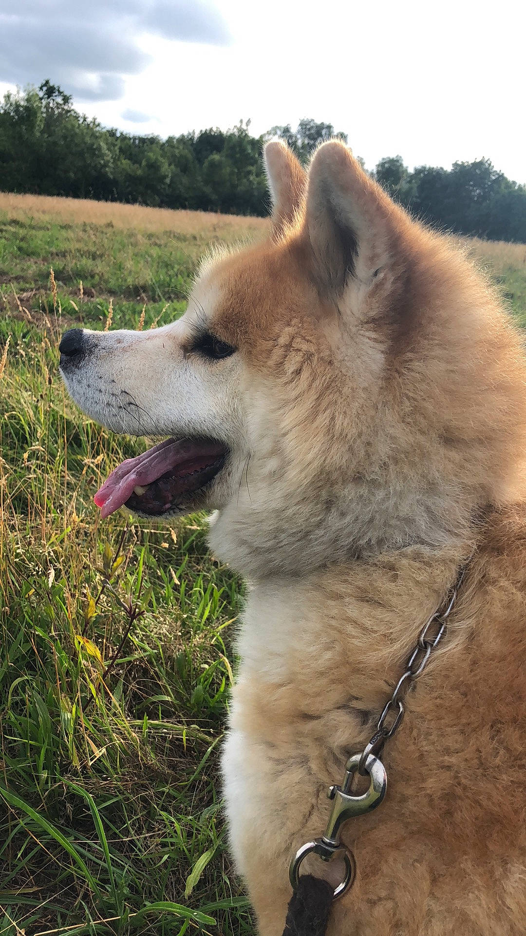Engy a rejoint le concours — aidez-le/la à gagner de superbes lots ! akita, akita_inu, ancient_dog_breeds, canaan_dog, canadian_eskimo_dog, canidae, carnivore, dog, dog_breed, finnish_spitz, greenland_dog, hokkaido, icelandic_sheepdog, mammal, norwegian_buhund, shiba_inu, shikoku, snout, spitz, vertebrate