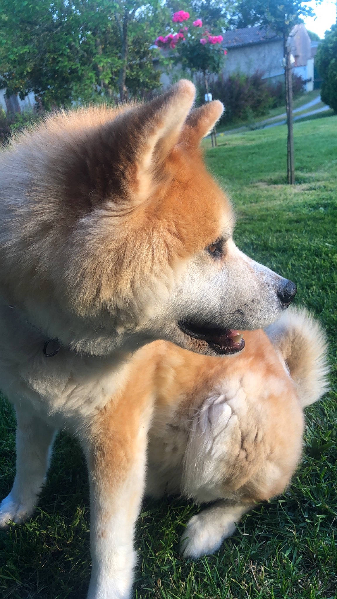 Engy a rejoint le concours — aidez-le/la à gagner de superbes lots ! akita, akita_inu, ancient_dog_breeds, canadian_eskimo_dog, canidae, carnivore, companion_dog, dog, dog_breed, eurasier, finnish_spitz, greenland_dog, icelandic_sheepdog, mammal, norwegian_buhund, shiba_inu, shikoku, snout, thai_bangkaew_dog, vertebrate