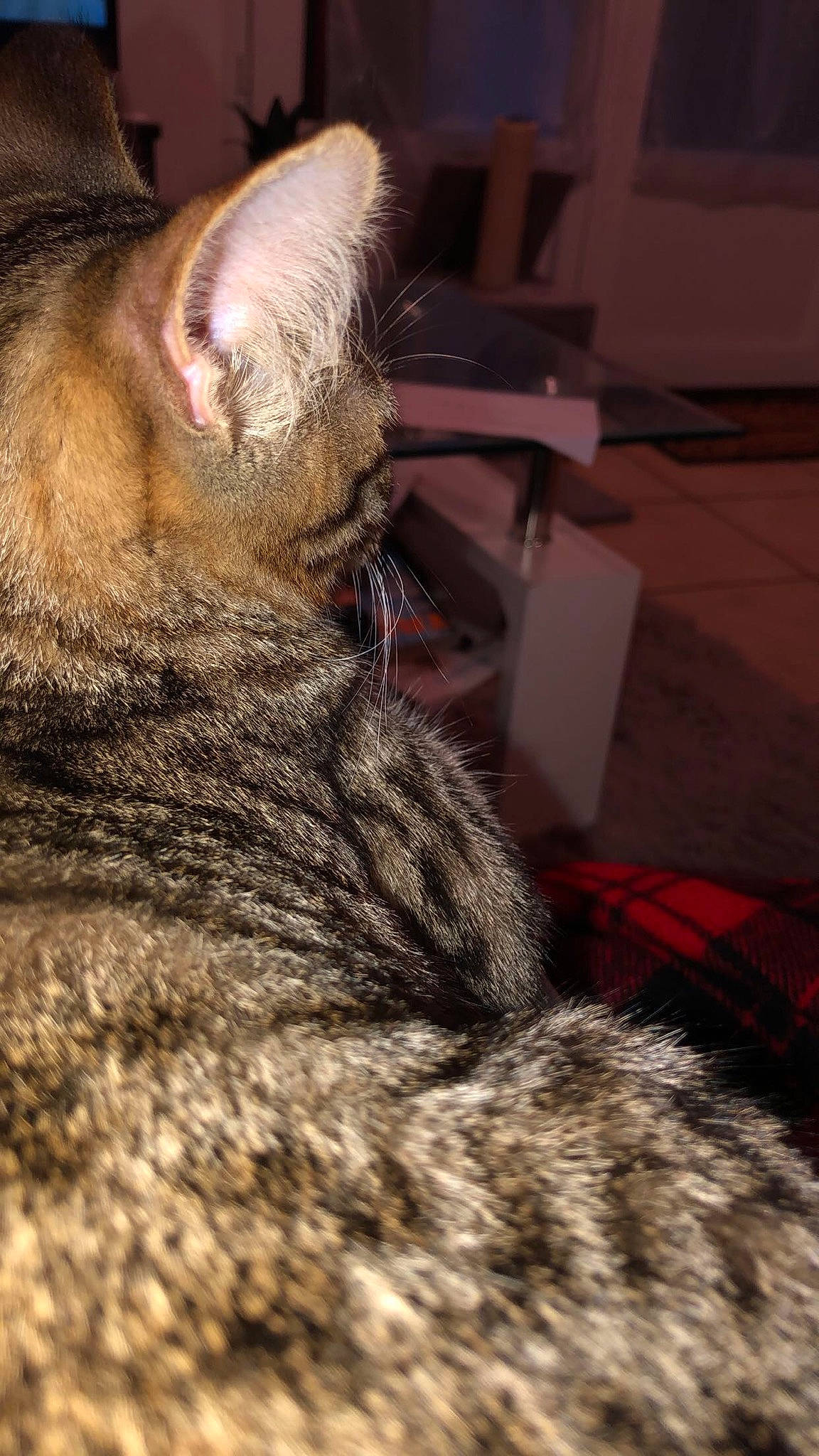 Rio participe au concours pour gagner de l'argent avec cette photo : asian, california_spangled, carnivore, cat, chausie, close_up, domestic_short_haired_cat, dragon_li, ear, egyptian_mau, european_shorthair, felidae, fur, mammal, ocicat, pixie_bob, small_to_medium_sized_cats, snout, tabby_cat, whiskers