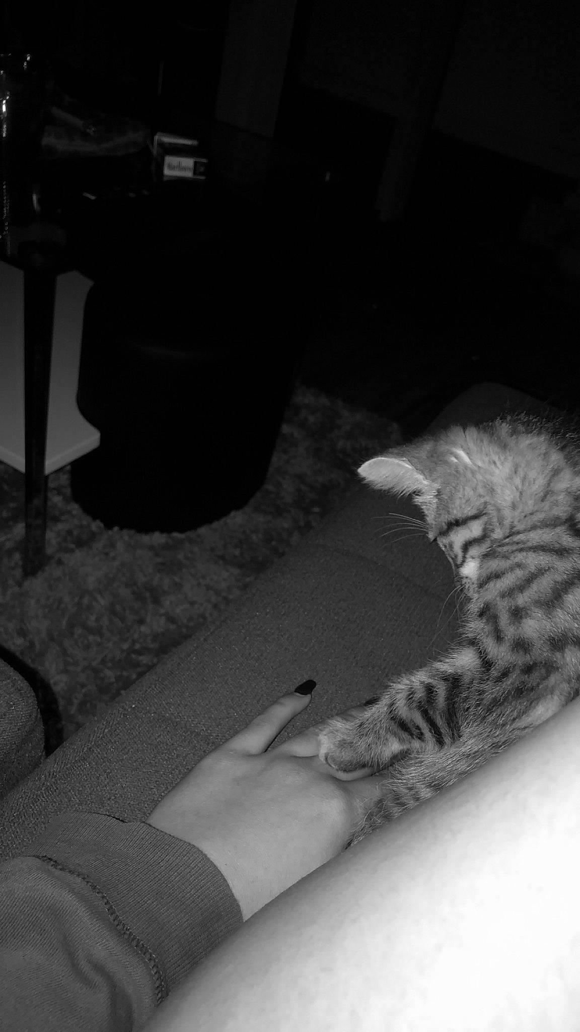 Rio participe au concours pour gagner de l'argent avec cette photo : asian, black, black_and_white, carnivore, cat, domestic_short_haired_cat, egyptian_mau, european_shorthair, felidae, kitten, leg, monochrome, monochrome_photography, ocicat, photography, small_to_medium_sized_cats, tabby_cat, tail, whiskers, white