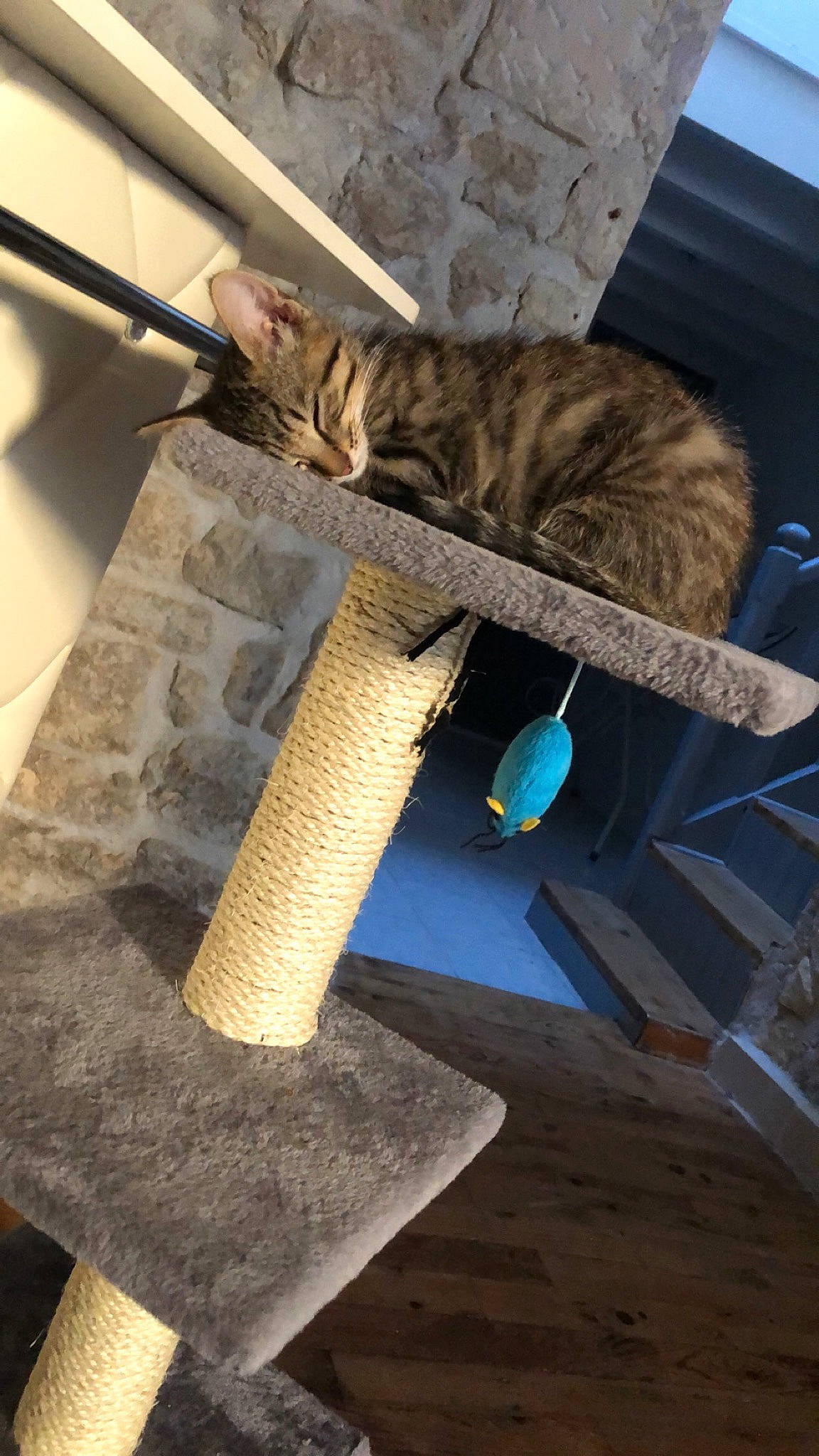 Rio participe au concours pour gagner de l'argent avec cette photo : cat, felidae, small_to_medium_sized_cats, thread, whiskers