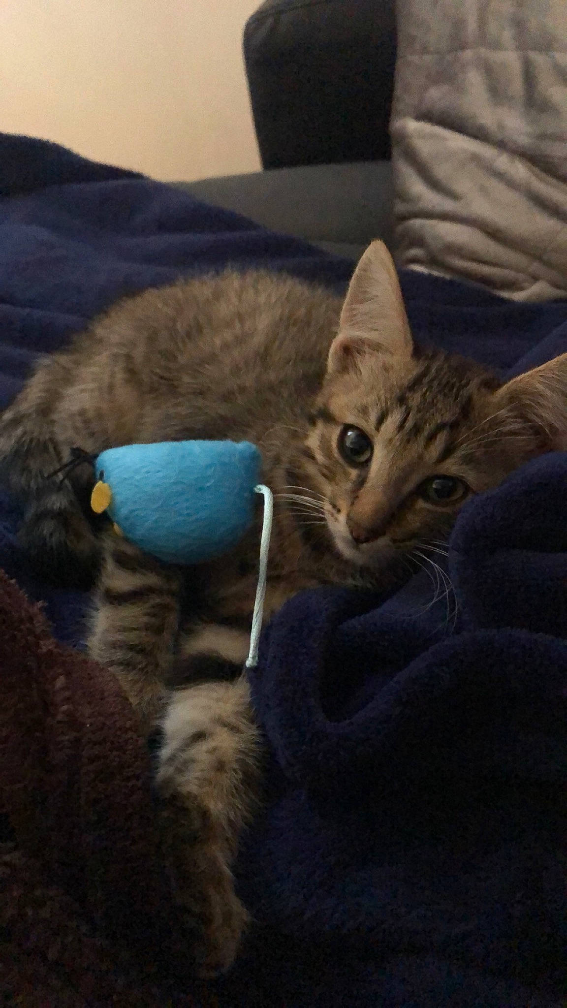 Rio a rejoint le concours — aidez-le/la à gagner de superbes lots ! american_shorthair, asian, bengal, california_spangled, carnivore, cat, chausie, domestic_short_haired_cat, egyptian_mau, european_shorthair, fawn, felidae, fur, kitten, mammal, ocicat, pixie_bob, small_to_medium_sized_cats, tabby_cat, whiskers