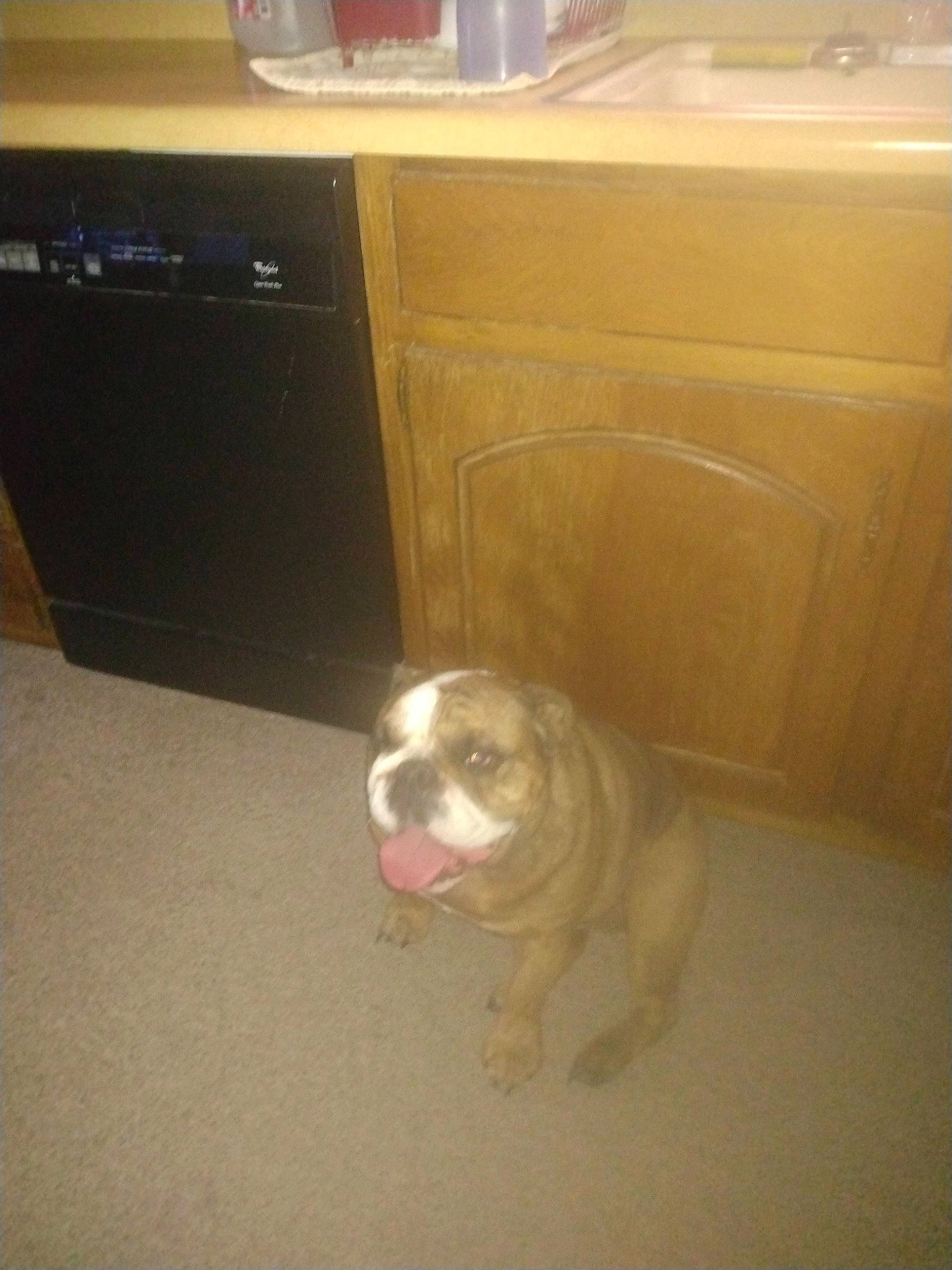 Corona is registered to the contest to win money with this photo: bulldog, canidae, carnivore, companion_dog, dog, dog_breed, fawn, floor, flooring, hardwood, home_appliance, paw, room, snout, sporting_group, tail, toy_dog, whiskers, wood, working_animal