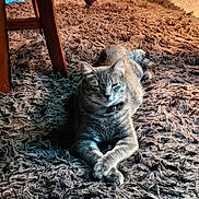 Sadie joined the competition — help win amazing prizes! cat, gray_cat, feline, pet, animal, portrait, lying_down, crossed_paws, relaxed, indoors, rug, shaggy_rug, chair, wood, furniture, collar, whiskers, ears, cozy, natural_light