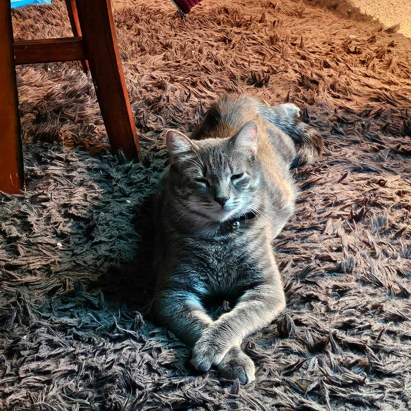 Sadie joined the competition — help win amazing prizes! cat, gray_cat, feline, pet, animal, portrait, lying_down, crossed_paws, relaxed, indoors, rug, shaggy_rug, chair, wood, furniture, collar, whiskers, ears, cozy, natural_light