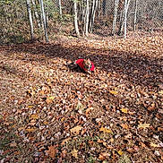 Colby joined the competition — help win amazing prizes! dog, red_sweater, autumn_leaves, yard, fence, sunlight, grass, trees, outdoor, pet, nature, brown_dog, playful, fall, canine, leaf_litter, sunny, small_dog, animal, daytime