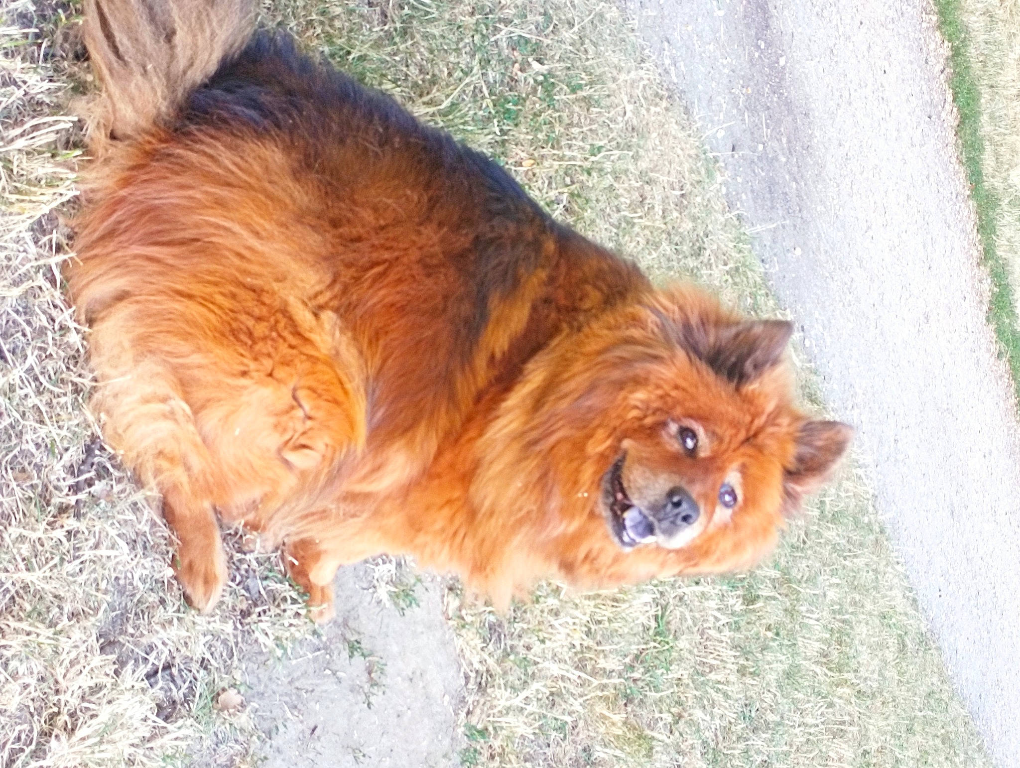 Isy a rejoint le concours — aidez-le/la à gagner de superbes lots ! canidae, carnivore, collar, companion_dog, dog, dog_breed, fawn, fur, german_spitz, grass, liver, snout, spitz, sporting_group, tail, terrestrial_animal, volpino_italiano, whiskers, wildlife, working_animal