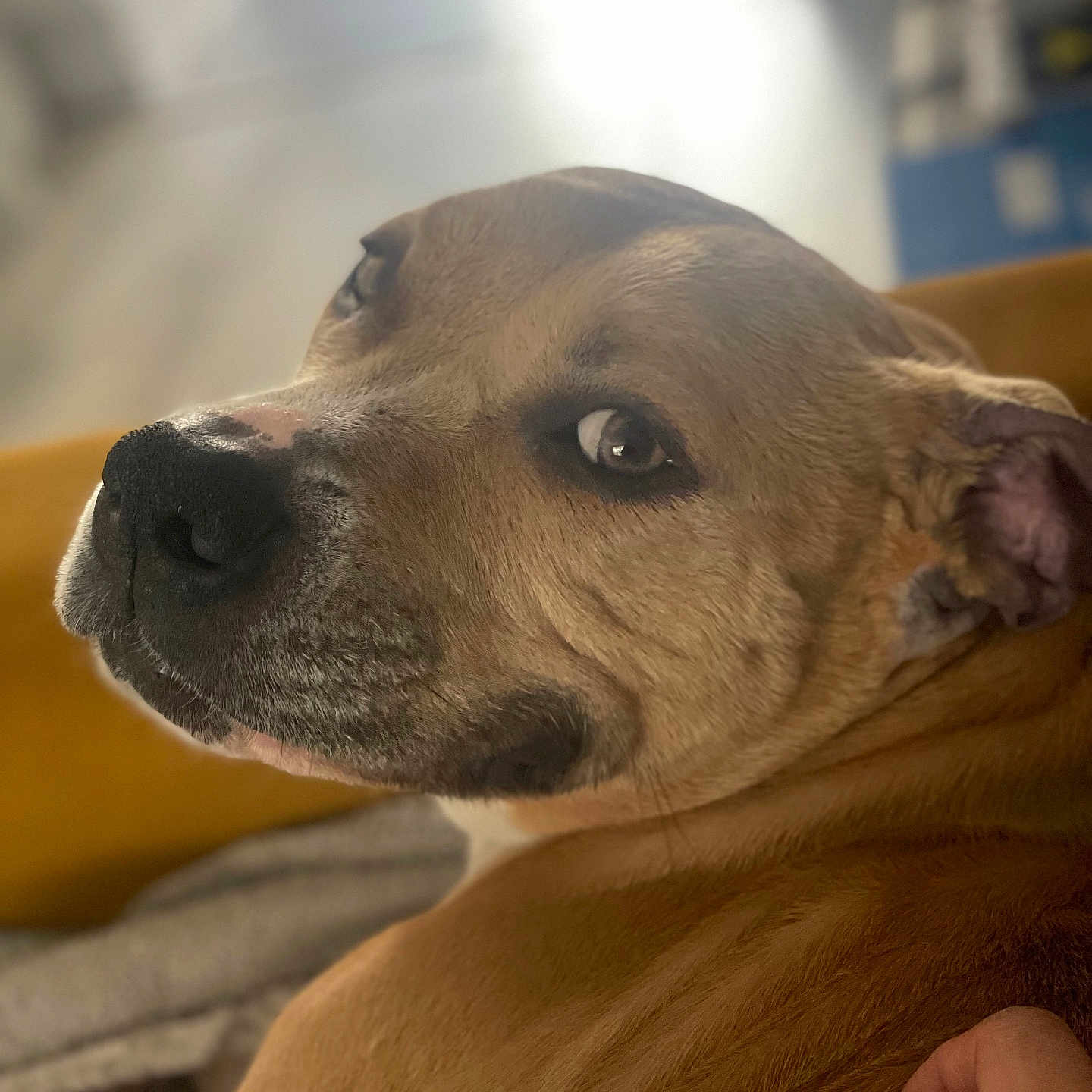 Kaden a rejoint le concours — aidez-le/la à gagner de superbes lots ! animal, baby, beagle, bodypart, boxer, bulldog, canine, dog, finger, hand, hound, indoors, interiordesign, labradorretriever, person, pet, pitbull, puppy, snout, wrist