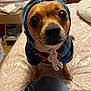 Littleman is registered to the contest to win money with this photo: animal, architecture, beagle, canine, cap, clothing, couch, dog, furniture, hat, hoodie, hound, indoors, interiordesign, knitwear, pants, pet, puppy, sweater, sweatshirt