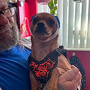 Littleman is registered to the contest to win money with this photo: accessories, adult, animal, architecture, building, canine, couch, face, furniture, glasses, head, indoors, interiordesign, livingroom, male, man, person, photography, portrait, room