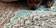 Littleman is registered to the contest to win money with this photo: animal, bed, bedroom, blanket, canine, cushion, dog, face, furniture, head, homedecor, hound, indoors, linen, person, pet, photography, puppy, quilt, room