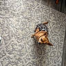 Little Man is registered to the contest to win money with this photo: animal, brown_dog, carpet, companion, cozy, curious, dog, flooring, furniture, home, indoor, leopard_print, looking_up, patterned_rug, pet_clothing, rug, sitting, small_dog, sweater, wood_floor