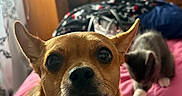 Little Man joined the competition — help win amazing prizes! animal, bed, blurred_background, brown_dog, close_up, companion, curious, cute, dog, domestic, furniture, gray_kitten, home, indoor, kitten, pet, pink_bedspread, small_dog, television, white_paws