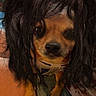 Little Man is registered to the contest to win money with this photo: animal, black_hair, chihuahua, close_up, costume, cute, dog, domestic_animal, eyes, face, funny, fur, indoor, looking_at_camera, paws, pet, portrait, small_dog, wearing, wig