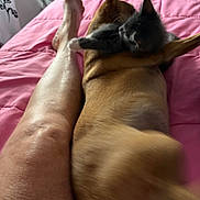Little Man joined the competition — help win amazing prizes! bed, blanket, brown_dog, cat, comfort, domestic_animal, feline, foot, fur, gray_cat, human_leg, indoor, leg, pet, pink_bedspread, playful, resting, tail, togetherness, warmth