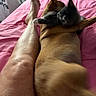 bed, blanket, brown_dog, cat, comfort, domestic_animal, feline, foot, fur, gray_cat, human_leg, indoor, leg, pet, pink_bedspread, playful, resting, tail, togetherness, warmth