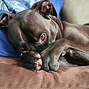 Kylo joined the competition — help win amazing prizes! dog, pet, brown_dog, close_up, paw, couch, sofa, indoor, resting, sleepy, portrait, companion, fur, eye, nails, collar, cozy, blanket, household, textured_surface