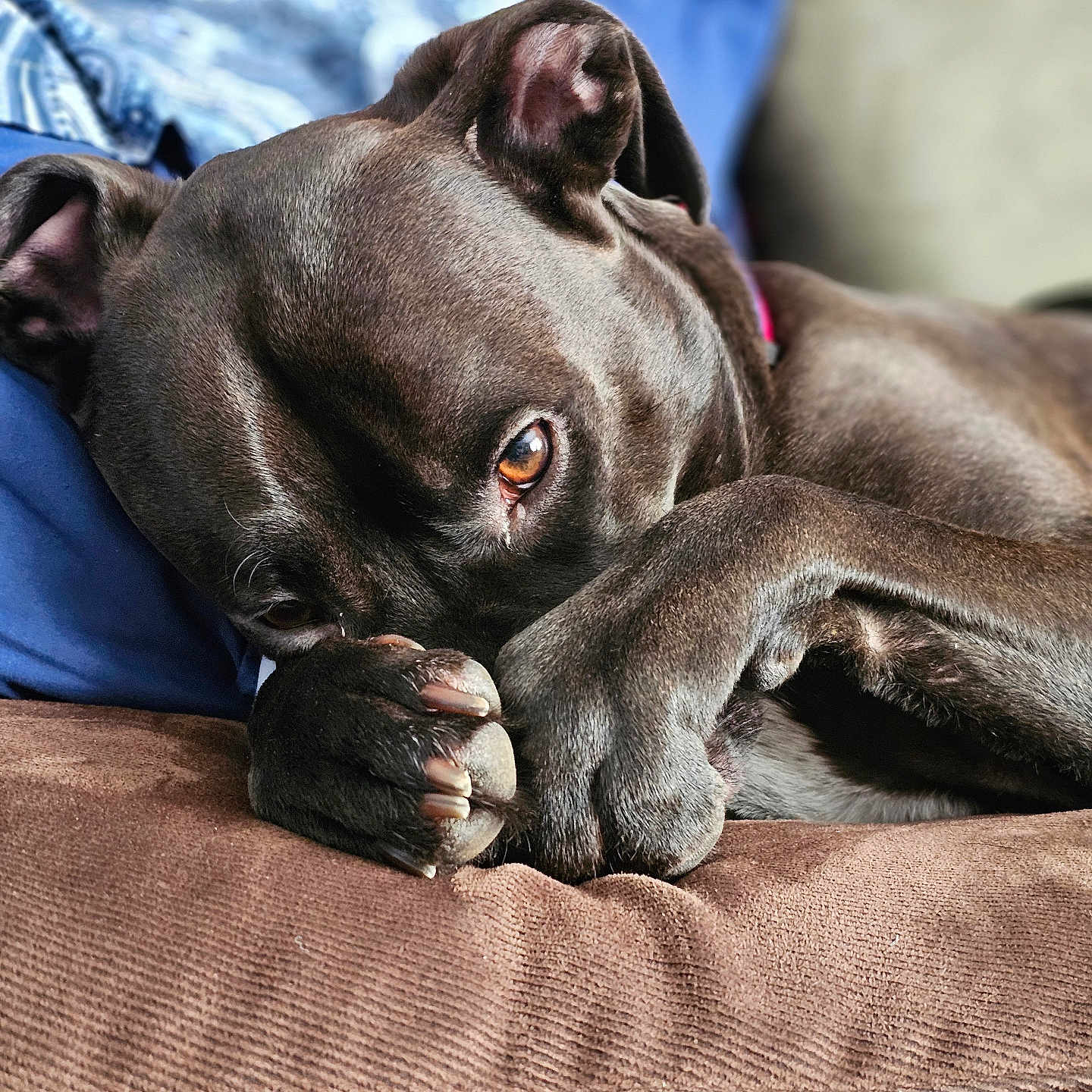 Kylo joined the competition — help win amazing prizes! blanket, brown_dog, close_up, collar, companion, couch, cozy, dog, eye, fur, household, indoor, nails, paw, pet, portrait, resting, sleepy, sofa, textured_surface