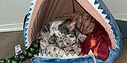 Tru is registered to the contest to win money with this photo: animal, blanket, bone_toy, cozy, curled_up, cute, dog, ears, floor, fur, home, indoor, pet_bed, puppy, resting, shark_bed, sleeping, small, spotted, toy