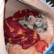 Tru is registered to the contest to win money with this photo: animal, blanket, comfort, cozy, cute, dog, fur, indoor, maroon, orange, peaceful, pet_bed, puppy, resting, rope_toy, sleeping, small_dog, soft, spotted, toy