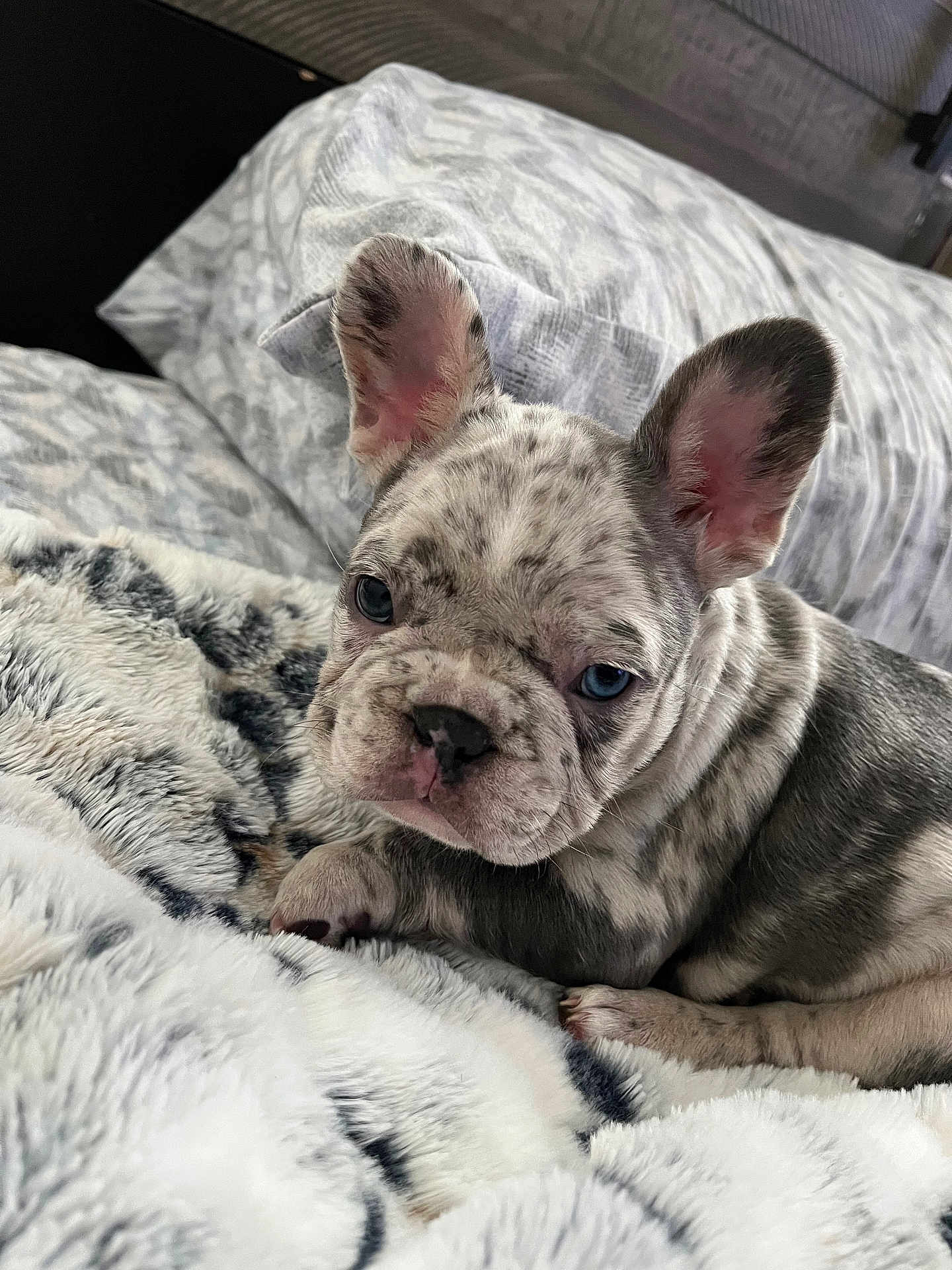 Tru is registered to the contest to win money with this photo: dog, puppy, french_bulldog, spotted, blue_eyes, blanket, fur, bed, cozy, indoors, cute, pet, animal, laying_down, resting, ears, snout, pink_nose, close_up, soft_texture