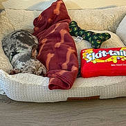 Tru joined the competition — help win amazing prizes! dog, dog_bed, blanket, toy, treat_pouch, indoor, sleeping, pet, cozy, fur, floor, collar, resting, brown, red, green, pattern, fabric, comfort, relaxation