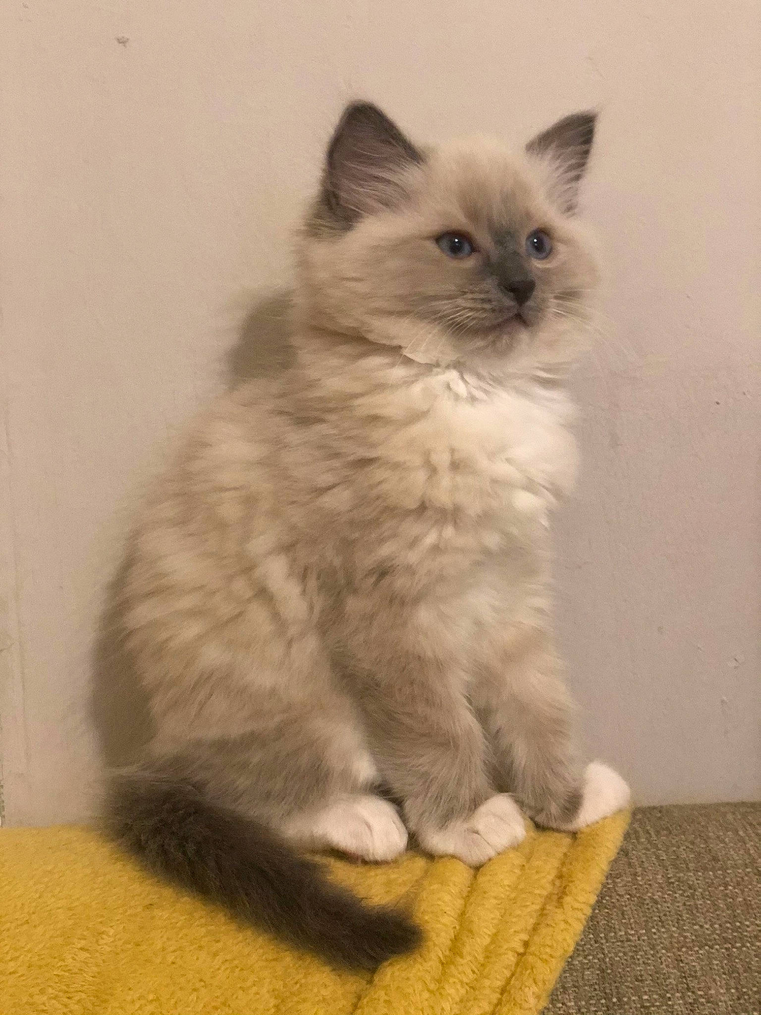 Alan joined the competition — help win amazing prizes! birman, british_longhair, carnivore, cat, fawn, felidae, flooring, fur, grey, paw, ragdoll, sitting, small_to_medium_sized_cats, snout, tail, terrestrial_animal, whiskers, window