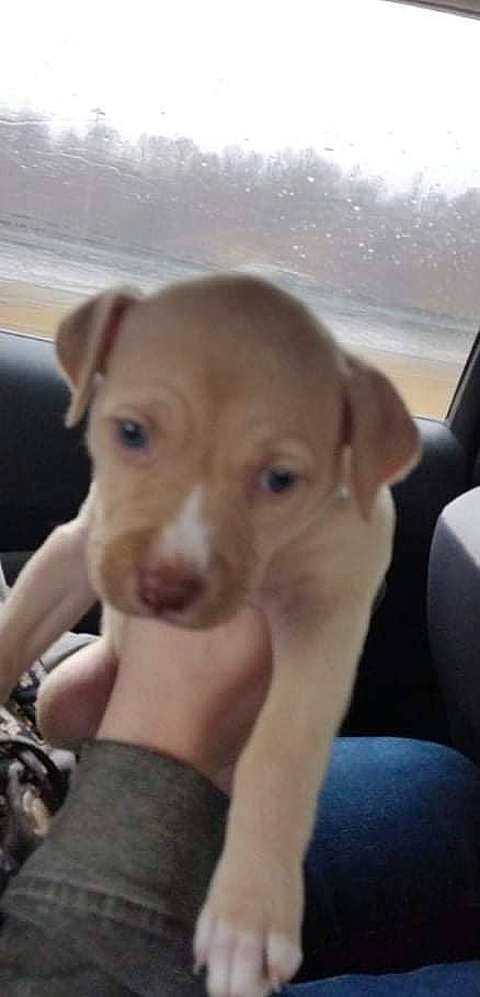 Rosie joined the competition — help win amazing prizes! canidae, carnivore, companion_dog, dog, dog_breed, ear, fawn, flooring, liver, mammal, puppy_love, selfie, snout, sporting_group, street_dog, terrestrial_animal, toy_dog, whiskers, wood, working_animal