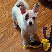 Diamond Lee is registered to the contest to win money with this photo: dog, puppy, small_dog, white_dog, black_patch, wooden_floor, toy, fabric_toy, curious, pet, indoor, ears_up, standing, looking_up, playful, animal, companion, cute, young_dog, floor