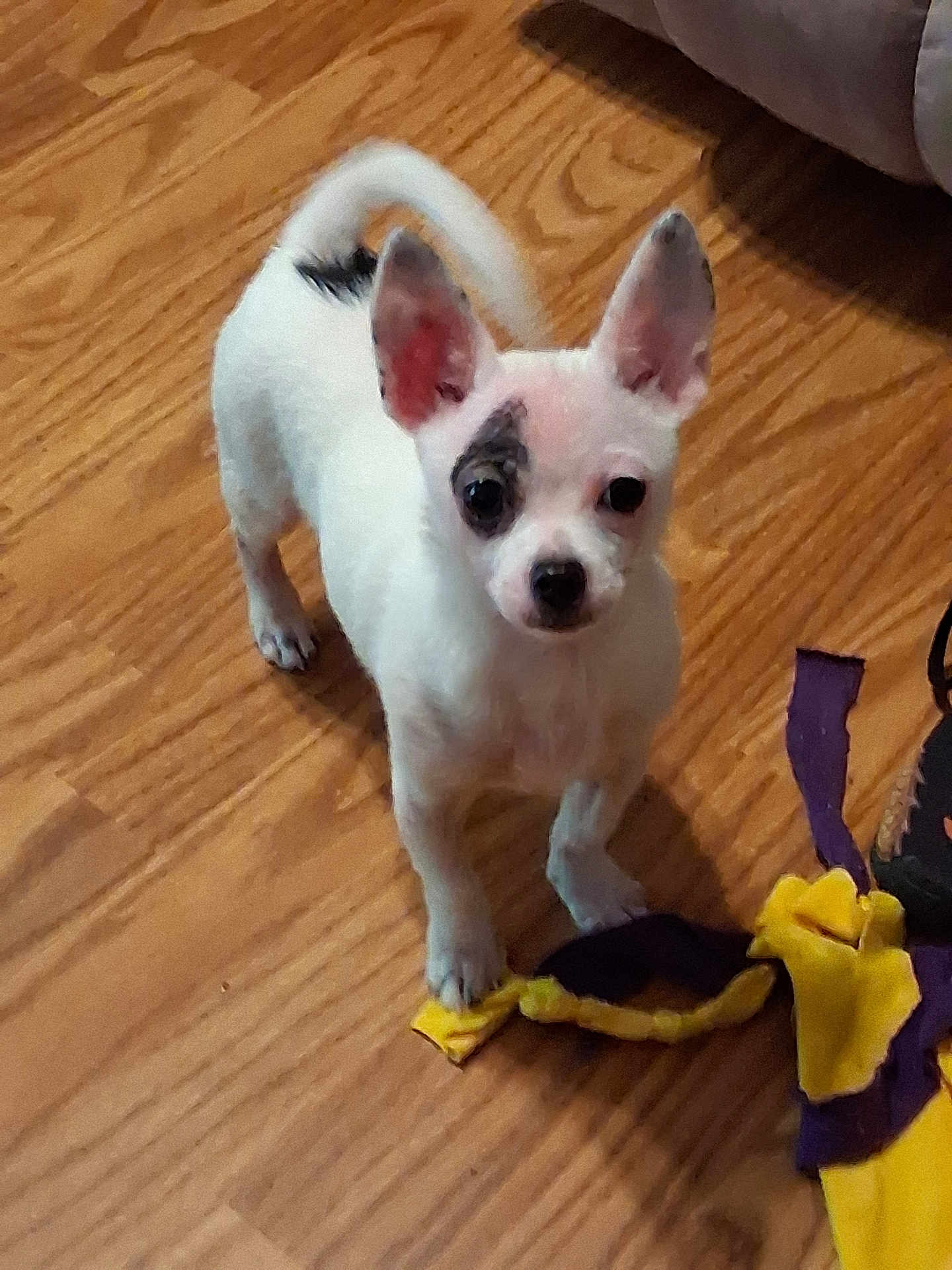 Diamond Lee is registered to the contest to win money with this photo: dog, puppy, small_dog, white_dog, black_patch, wooden_floor, toy, fabric_toy, curious, pet, indoor, ears_up, standing, looking_up, playful, animal, companion, cute, young_dog, floor