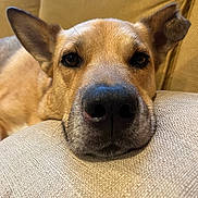 Capuchino is registered to the contest to win money with this photo: animal, beige, canine, close_up, companion, couch, cozy, dog, ears, fur, home, indoor, nose, pet, portrait, relaxed, resting, sleepy, snout, whiskers
