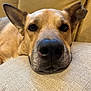 animal, beige, canine, close_up, companion, couch, cozy, dog, ears, fur, home, indoor, nose, pet, portrait, relaxed, resting, sleepy, snout, whiskers