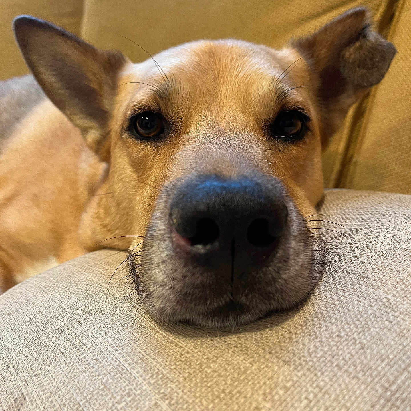 Capuchino is registered to the contest to win money with this photo: animal, beige, canine, close_up, companion, couch, cozy, dog, ears, fur, home, indoor, nose, pet, portrait, relaxed, resting, sleepy, snout, whiskers