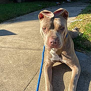 Luna is registered to the contest to win money with this photo: dog, pitbull, leash, sidewalk, concrete, grass, ears, paws, collar, sunlight, shadow, portrait, outdoor, yard, pet, canine, face, nose, eyes, lying_down