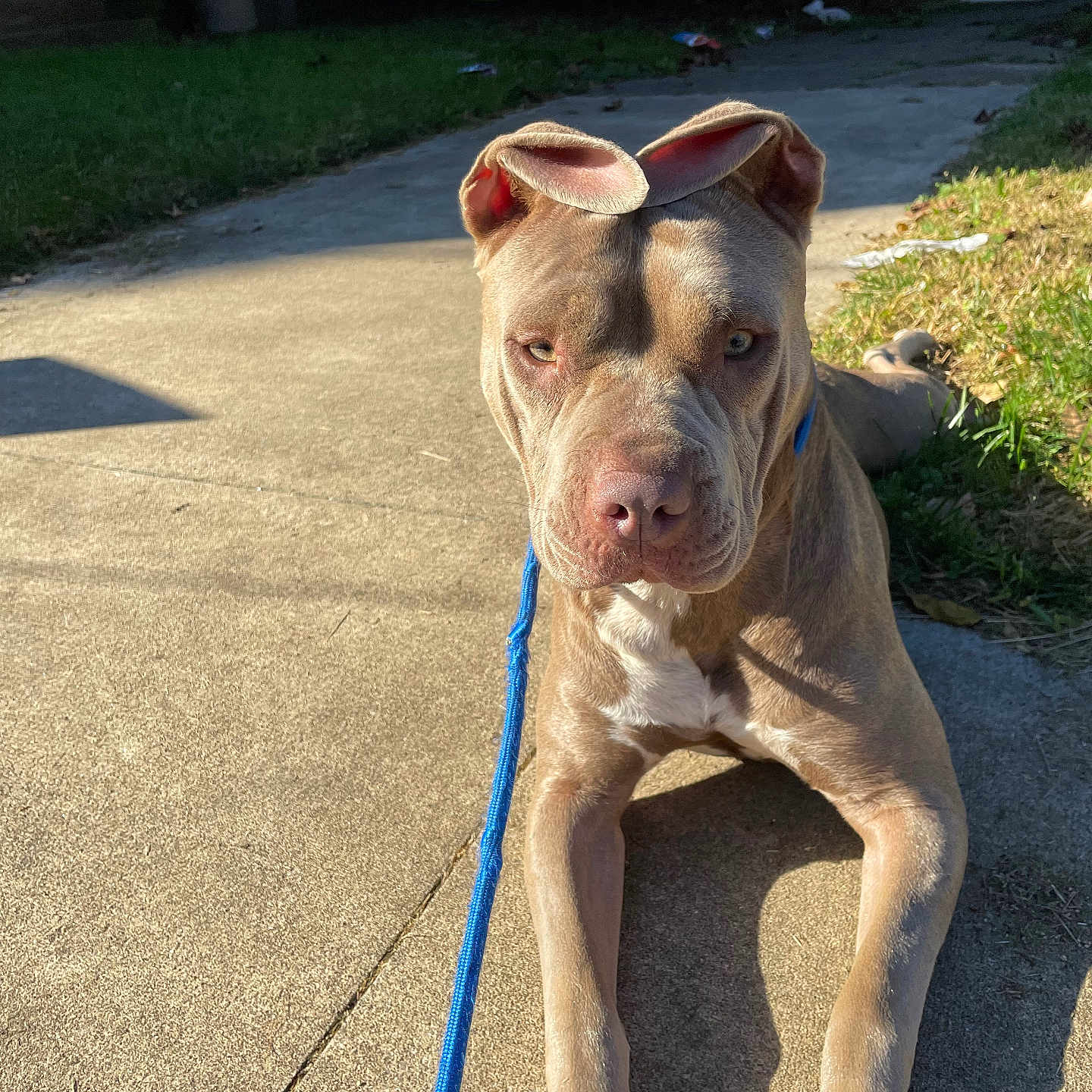 Luna is registered to the contest to win money with this photo: canine, collar, concrete, dog, ears, eyes, face, grass, leash, lying_down, nose, outdoor, paws, pet, pitbull, portrait, shadow, sidewalk, sunlight, yard