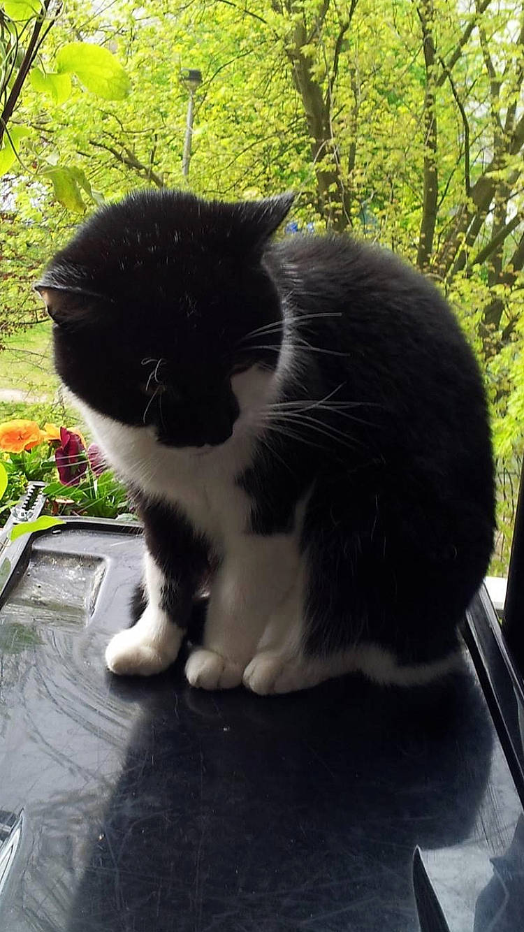 Jena a rejoint le concours — aidez-le/la à gagner de superbes lots ! black_and_white, black_cat, carnivore, cat, cymric, domestic_long_haired_cat, domestic_short_haired_cat, felidae, fur, grass, mammal, norwegian_forest_cat, plant, polydactyl_cat, small_to_medium_sized_cats, snout, tail, whiskers