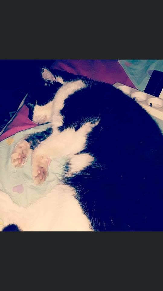 Fionfion a rejoint le concours — aidez-le/la à gagner de superbes lots ! border_collie, canidae, carnivore, cat, felidae, fur, kitten, paw, sky, small_to_medium_sized_cats, tail, whiskers