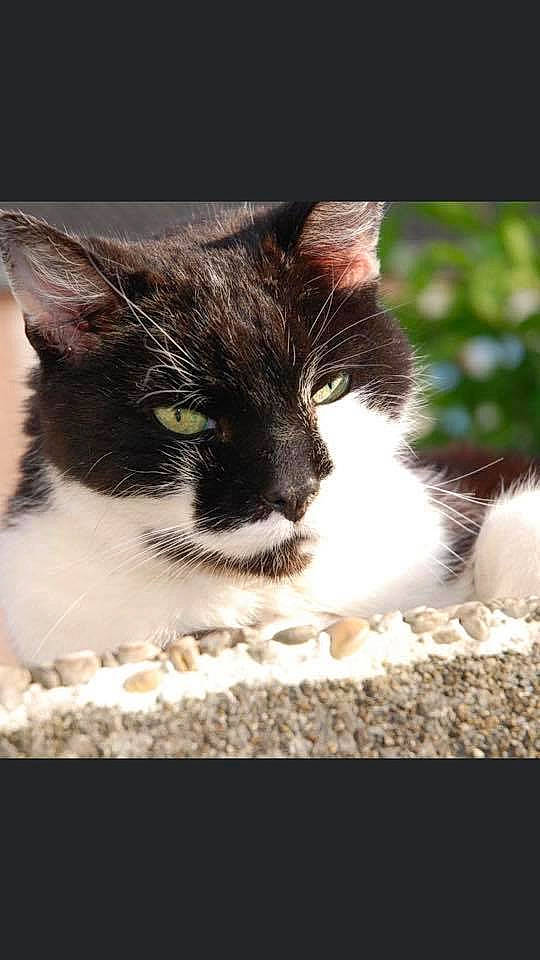 Fionfion participe au concours pour gagner de l'argent avec cette photo : aegean_cat, carnivore, cat, domestic_short_haired_cat, european_shorthair, eye, felidae, fur, kitten, photo_caption, photography, polydactyl_cat, small_to_medium_sized_cats, snout, whiskers