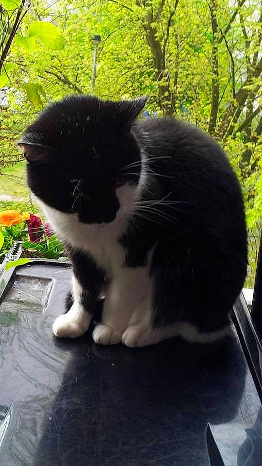 Fionfion a rejoint le concours — aidez-le/la à gagner de superbes lots ! black_and_white, black_cat, carnivore, cat, cymric, domestic_long_haired_cat, domestic_short_haired_cat, felidae, fur, mammal, norwegian_forest_cat, persian, polydactyl_cat, small_to_medium_sized_cats, snout, tail, whiskers