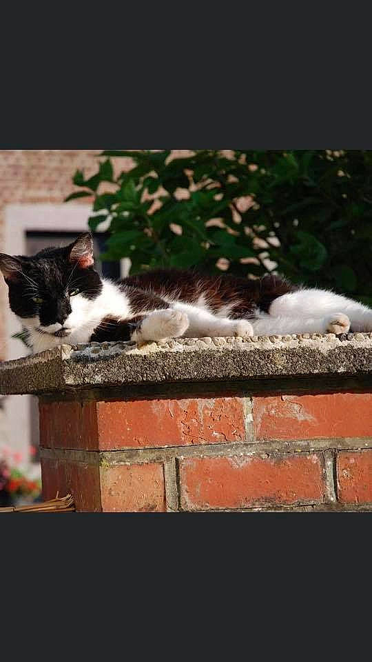 Fionfion a rejoint le concours — aidez-le/la à gagner de superbes lots ! aegean_cat, carnivore, cat, felidae, norwegian_forest_cat, polydactyl_cat, small_to_medium_sized_cats, tail, whiskers