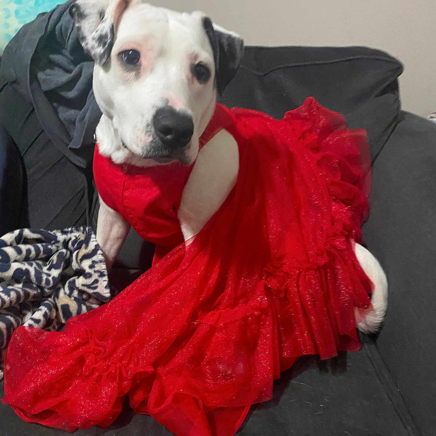 Zoey is registered to the contest to win money with this photo: animal, blanket, canine, clothing, coat, couch, cushion, dog, dress, face, formalwear, furniture, head, homedecor, hound, person, pet, photography, portrait, puppy